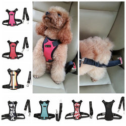 Car Dog Collar